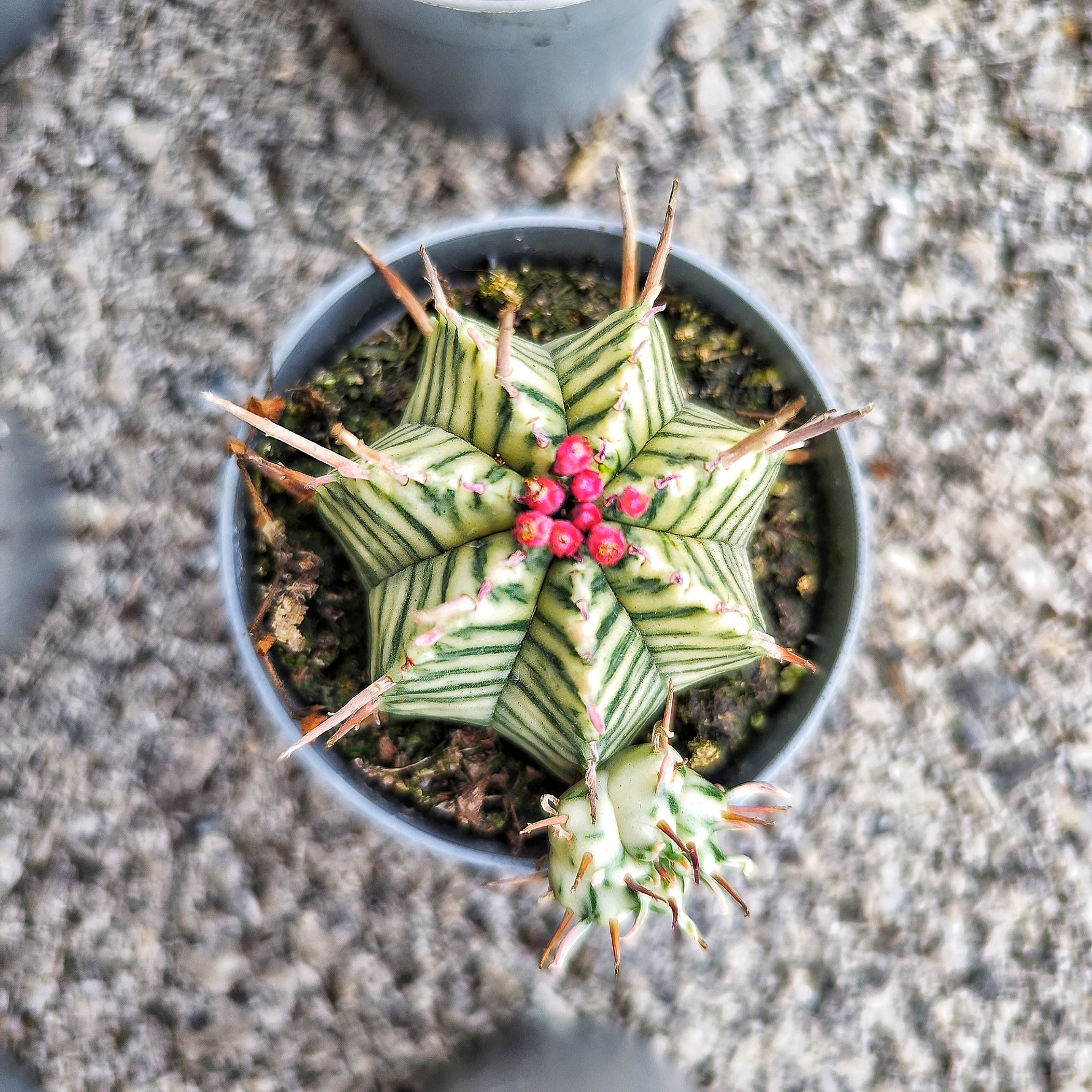 Euphorbia Meloformis Variegated - monjungle