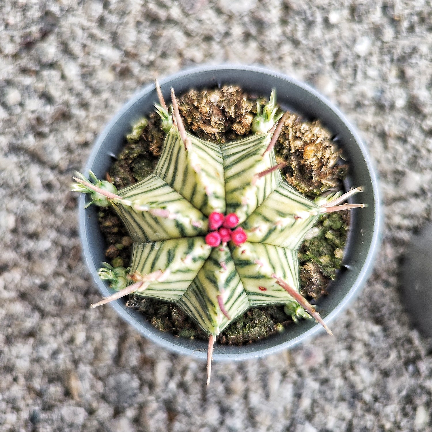 Euphorbia Meloformis Variegated