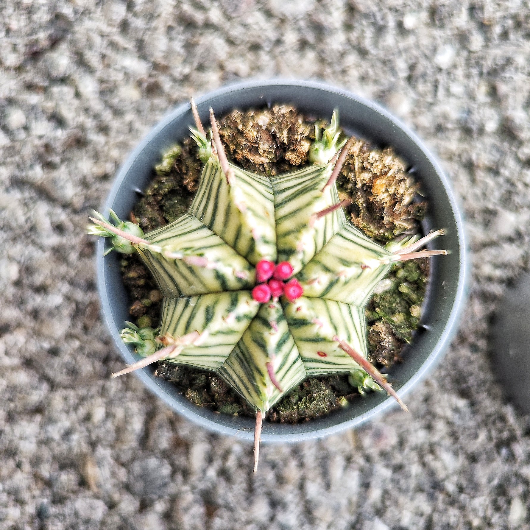 Euphorbia Meloformis Variegated - monjungle