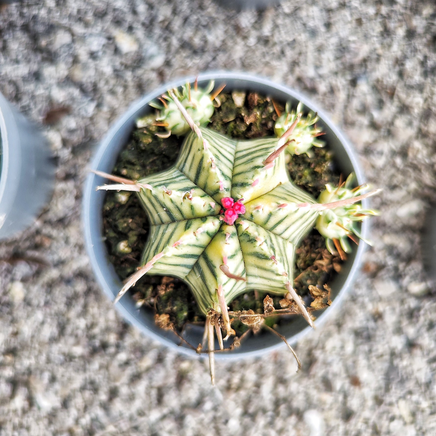 Euphorbia Meloformis Variegated - monjungle