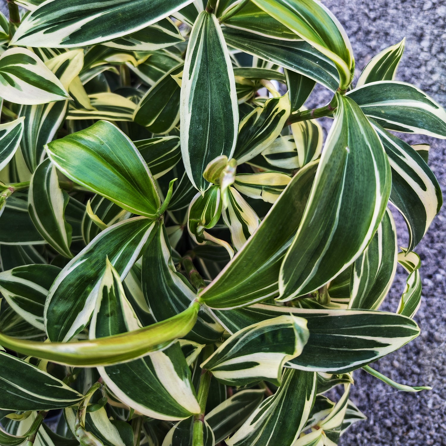 Costus Arabicus Variegated - monjungle