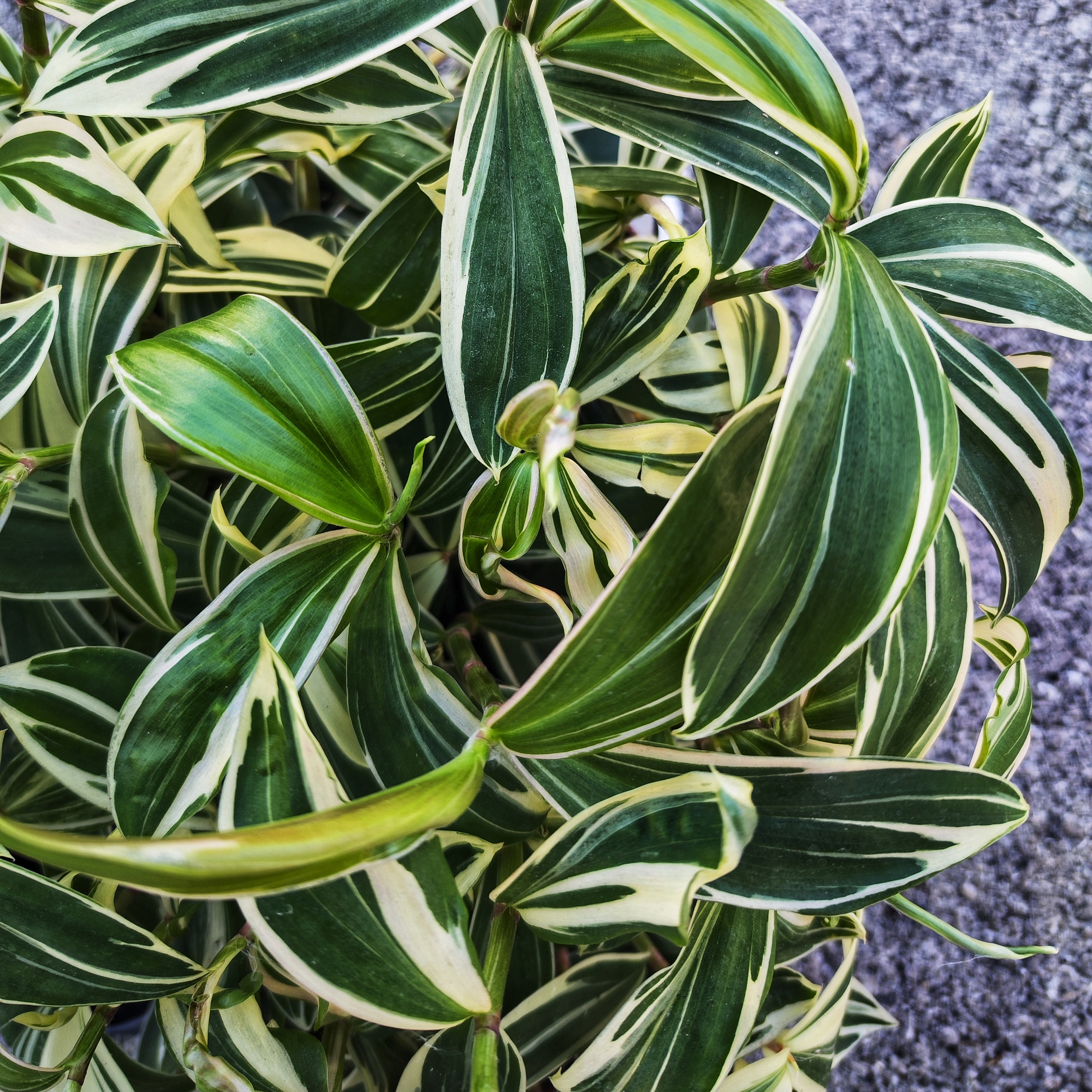 Costus Arabicus Variegated