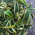 Costus Arabicus Variegated