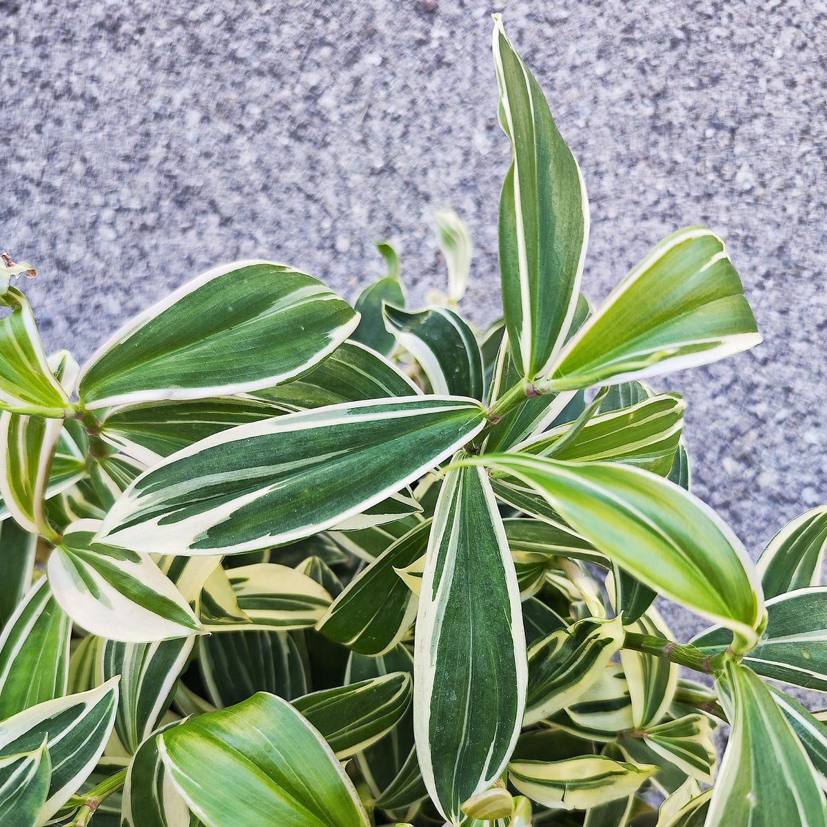 Costus Arabicus Variegated - monjungle
