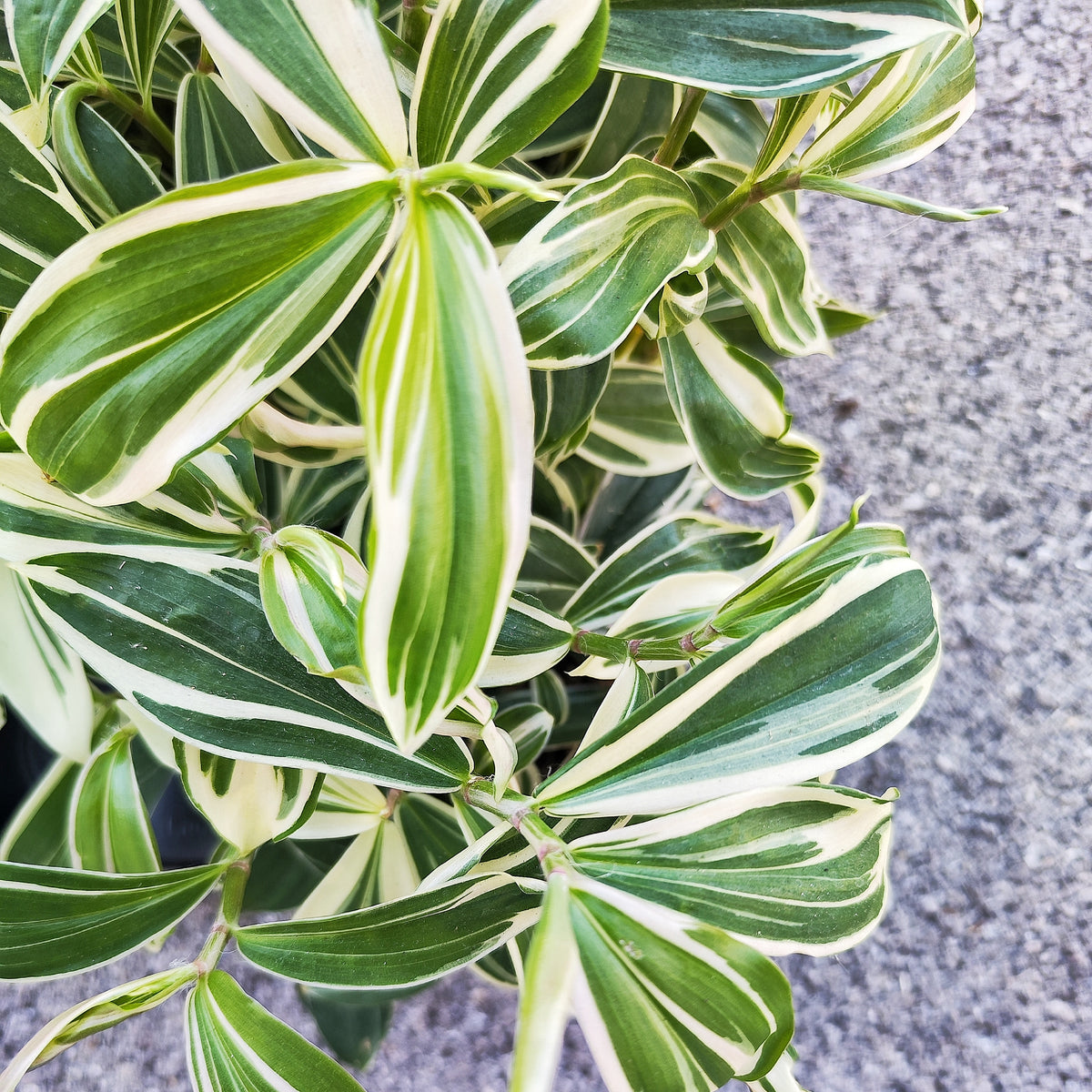 Costus Arabicus Variegated - monjungle