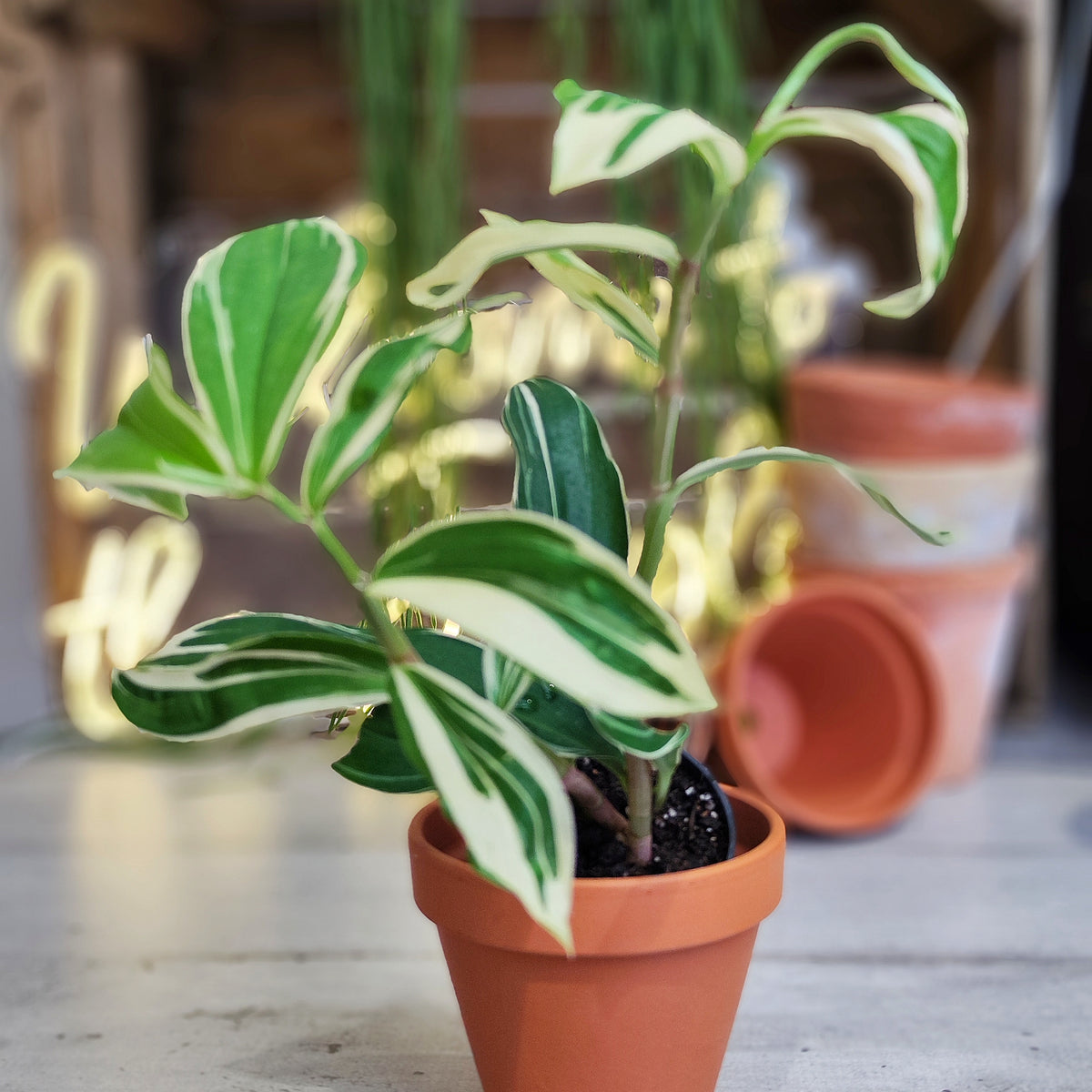 Costus Arabicus Variegated - monjungle