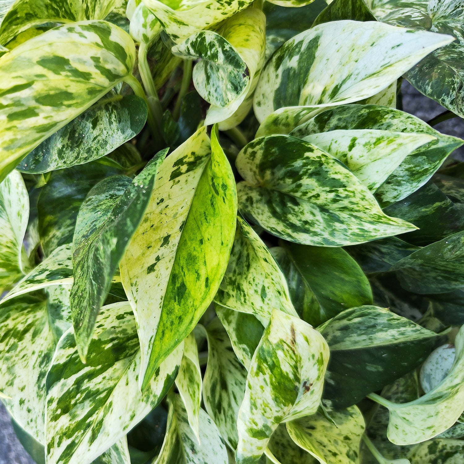 Epipremnum Snow Leopard - monjungle
