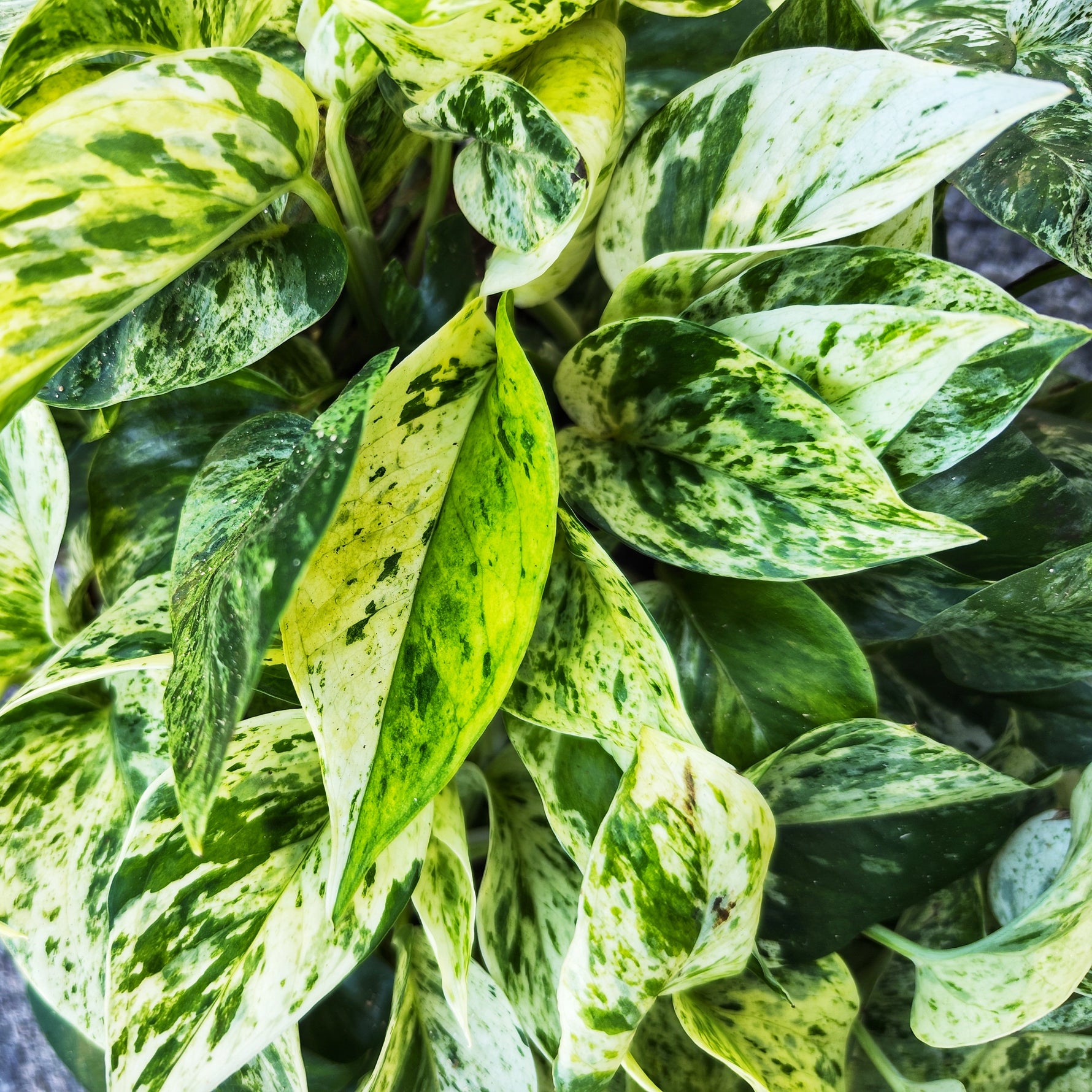 aglaonema snow leopard Epipremnum Snow Leopard – Monjungle
