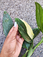 Philodendron Cobra - monjungle