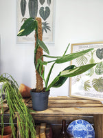 Philodendron Cobra - monjungle