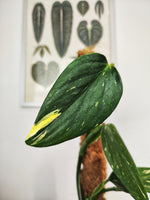 Philodendron Cobra - monjungle