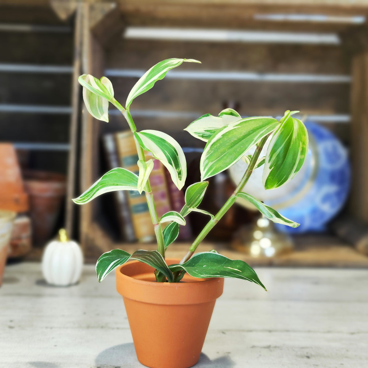 Costus Arabicus Variegated - monjungle