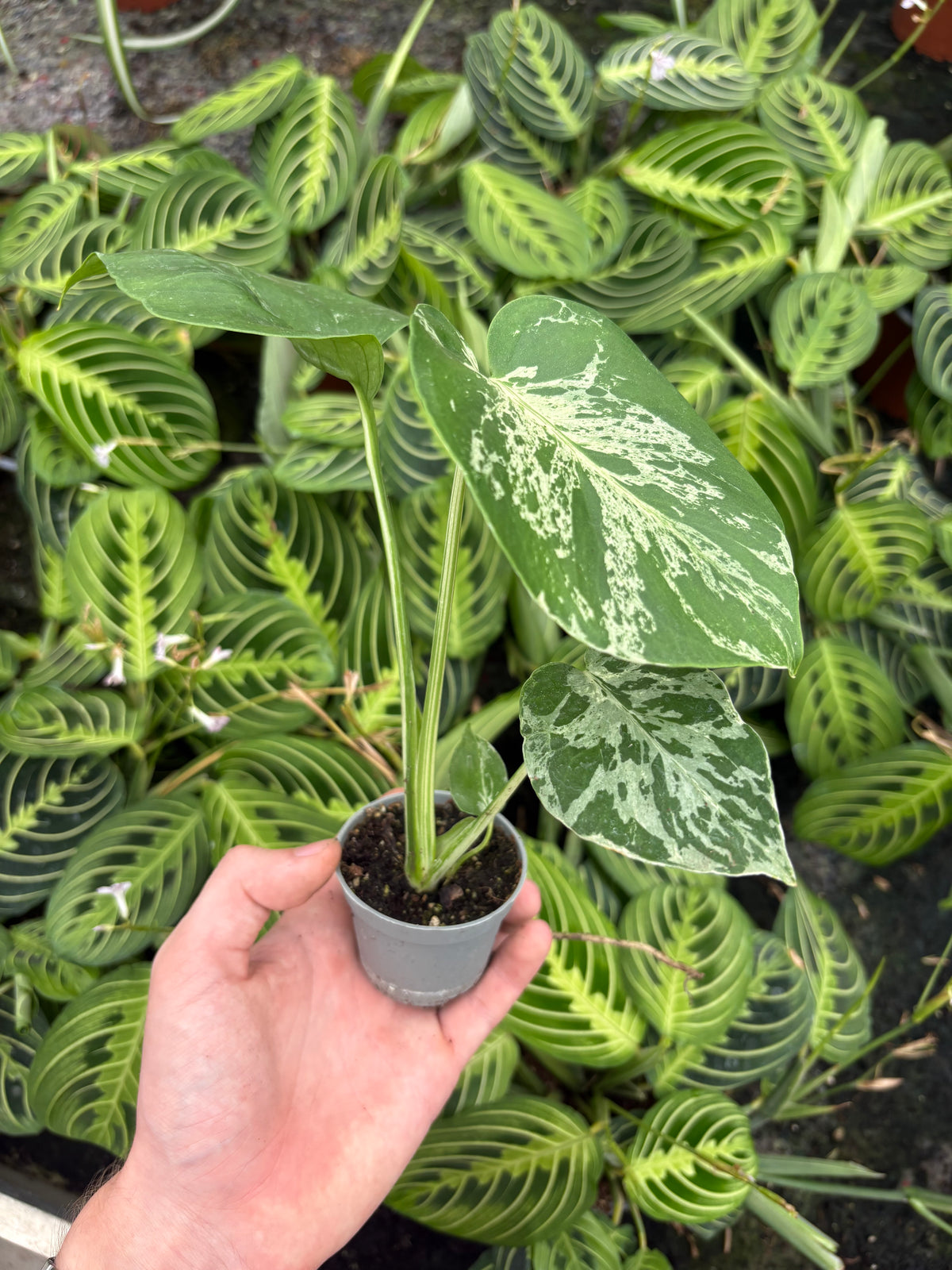 Monstera Deliciosa Bulbarsaur
