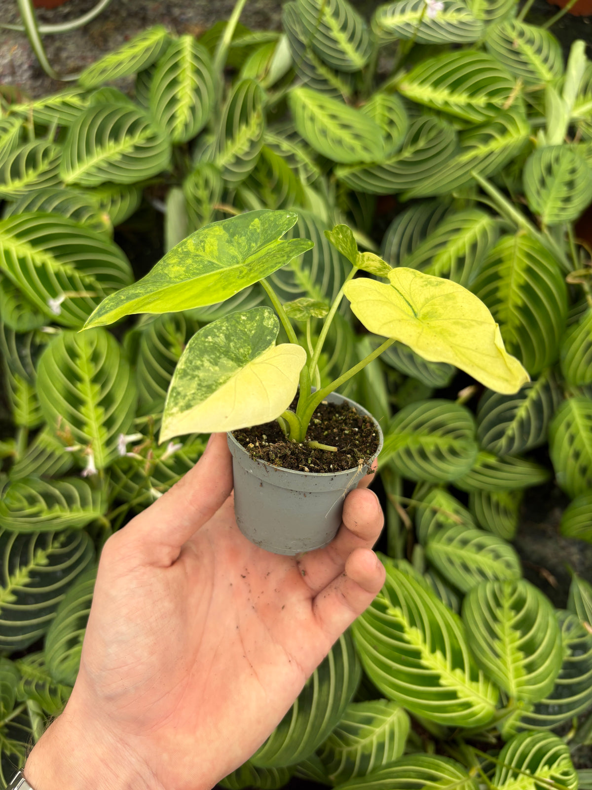 Alocasia Macrorrhiza Aurea Variegata