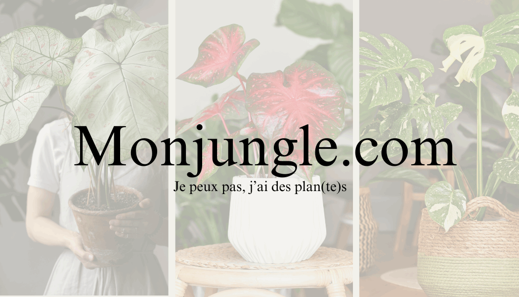 Carte Cadeau Monjungle