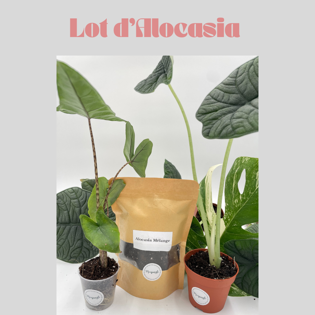 Lot Alocasia: Zebrina Tiger + Rugosa