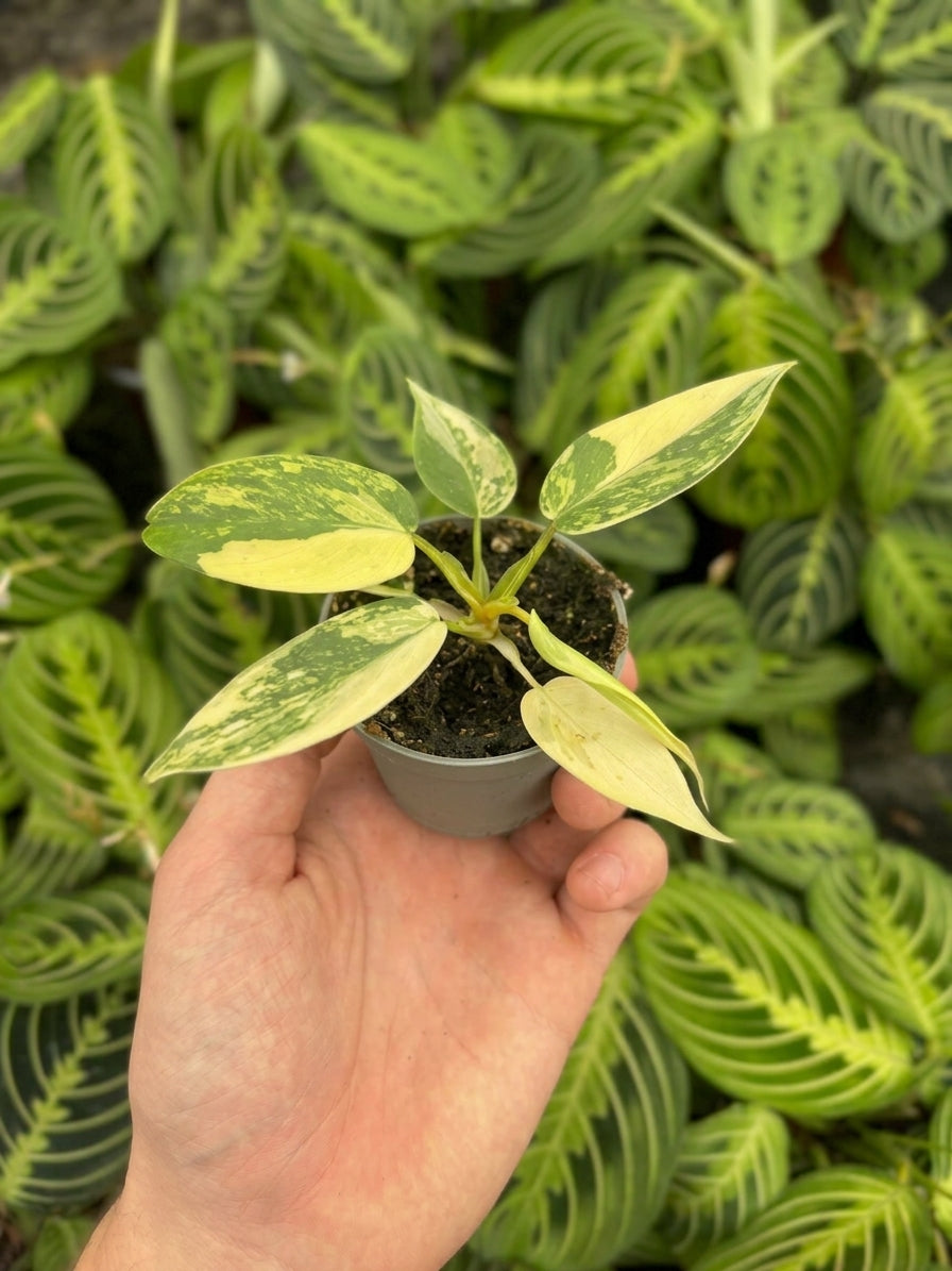 Philodendron Florida Beauty