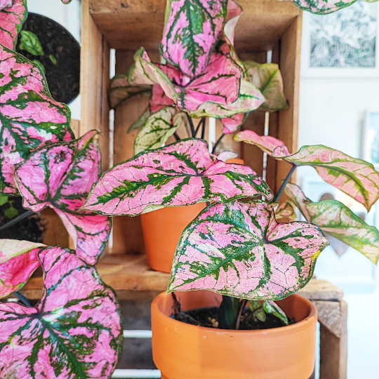 Caladium Pink Fiesta monjungle