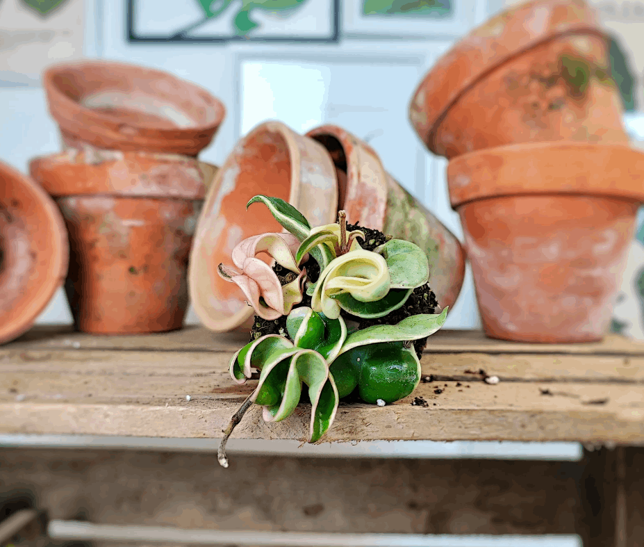 Hoya Hindu Rope Variegated - Plante succulente retombante aux feuilles torsadées