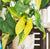 Syngonium Aurea Variegata