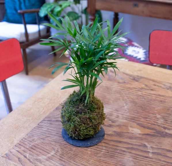 KOKEDAMA Fait à la main, élégance végétale japonais en suspension, composez votre kokedama en ligne monjungle