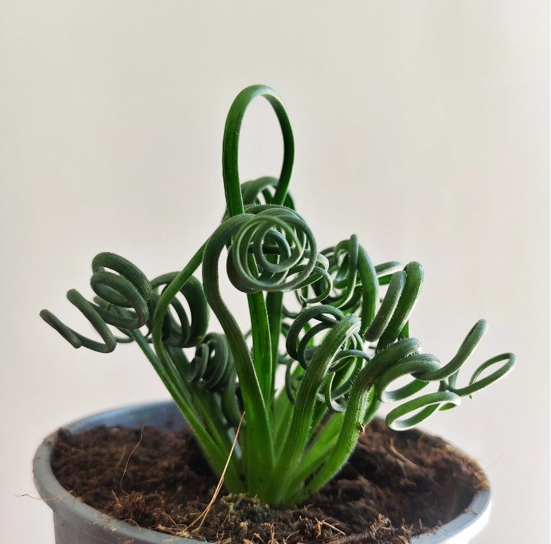 Albuca spiralis Frizzle Sizzle monjungle