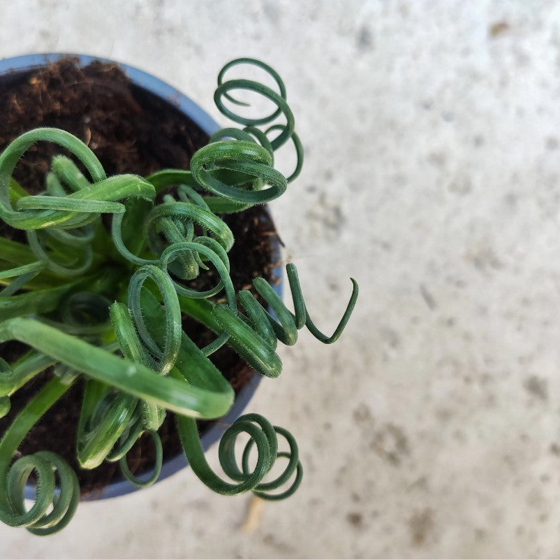 Albuca spiralis Frizzle Sizzle monjungle