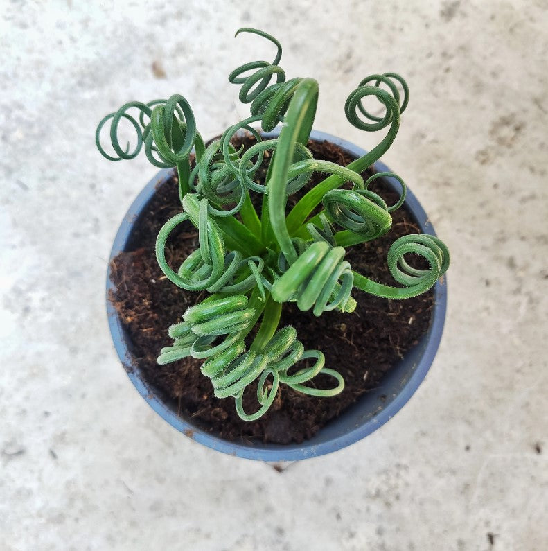 Albuca spiralis Frizzle Sizzle monjungle