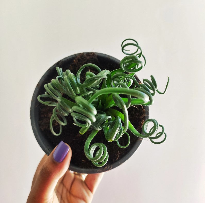 Albuca spiralis Frizzle Sizzle monjungle