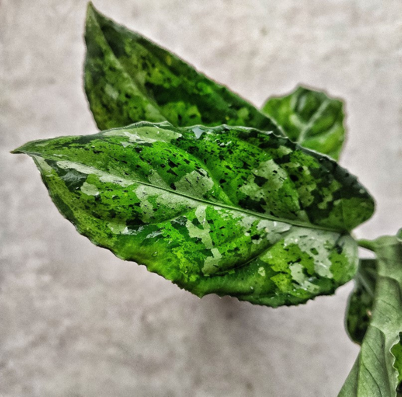 Aglaonema Pictum Tricolor S monjungle