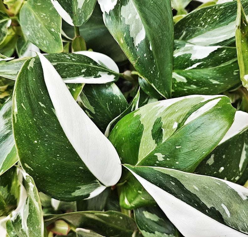 SOldes 24h: Philodendron White Princess (L)