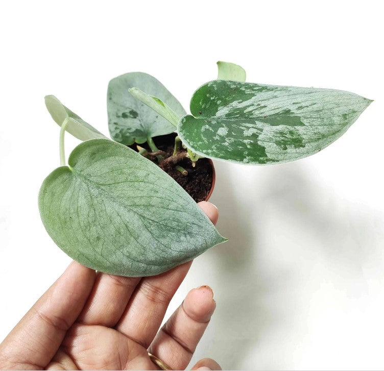 Scindapsus Silvery Anne monjungle