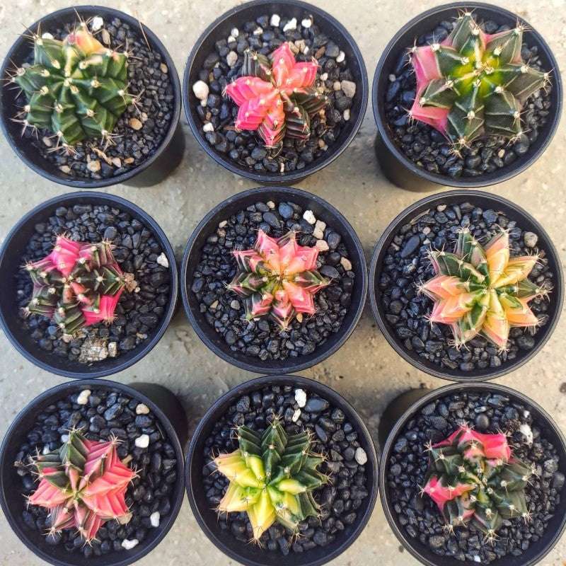 Rare Variegated Cactus- Gymnocalycium variegata - Extrême rare cactus multicolore monjungle