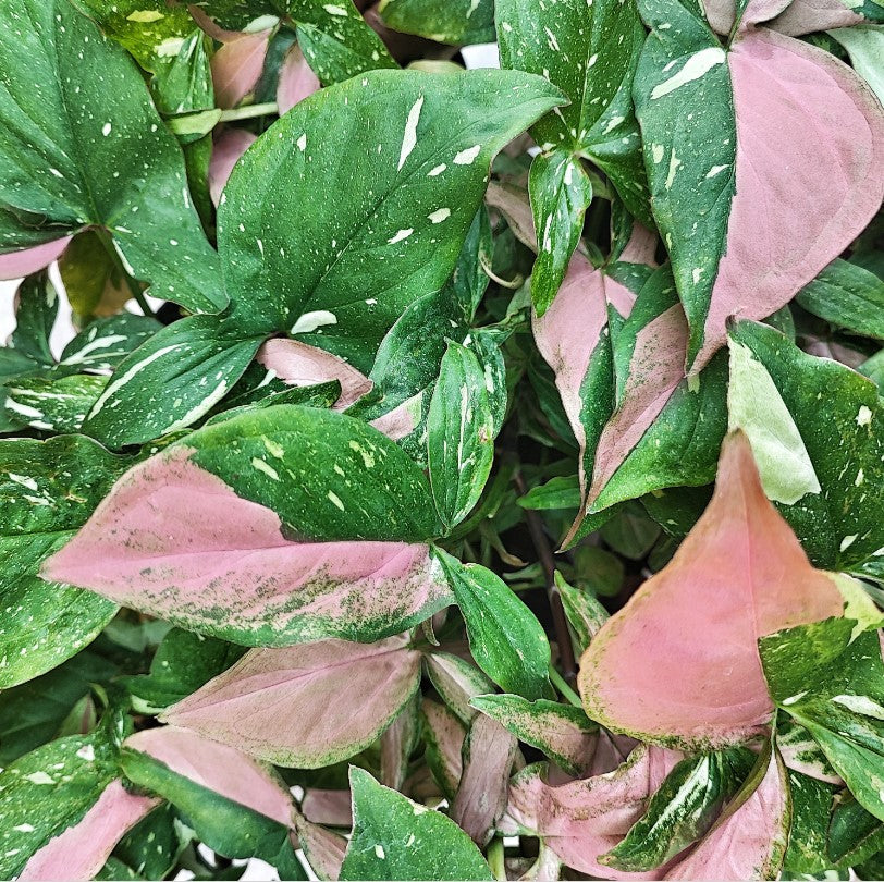 Syngonium Red Spot Tricolor