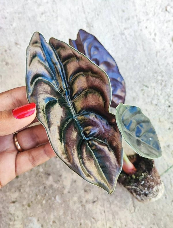 Coffret de Trois Alocasia Rares – Plantes d’Intérieur Exotiques pour Collectionneurs monjungle