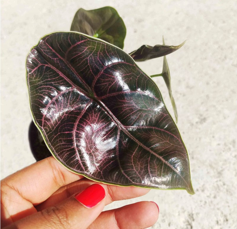 Coffret de Trois Alocasia Rares – Plantes d’Intérieur Exotiques pour Collectionneurs monjungle