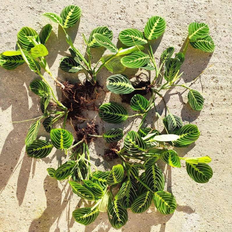 Coffret de Trois Maranta - Lot de Plantes Intérieures Rares & Faciles d'Entretien monjungle