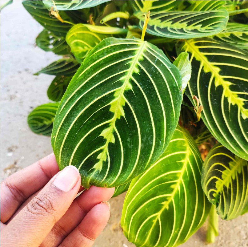 Coffret de Trois Maranta - Lot de Plantes Intérieures Rares & Faciles d'Entretien monjungle