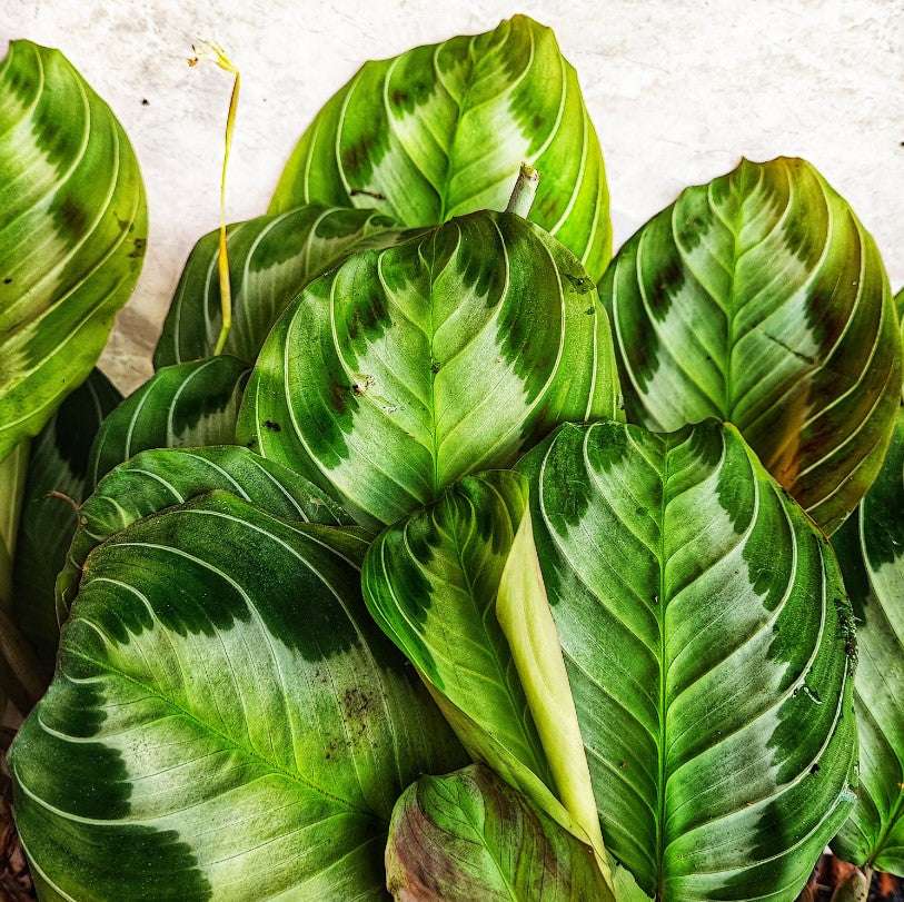 Coffret de Trois Maranta - Lot de Plantes Intérieures Rares & Faciles d'Entretien monjungle