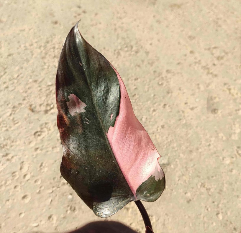 Philodendron BURGUNDY Princess monjungle