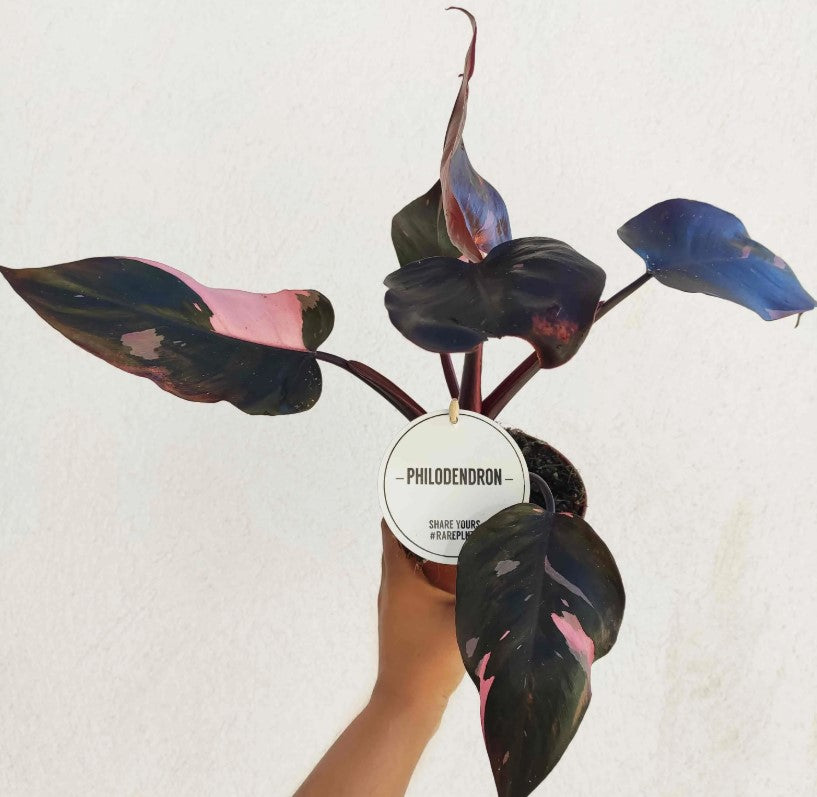Philodendron BURGUNDY Princess monjungle