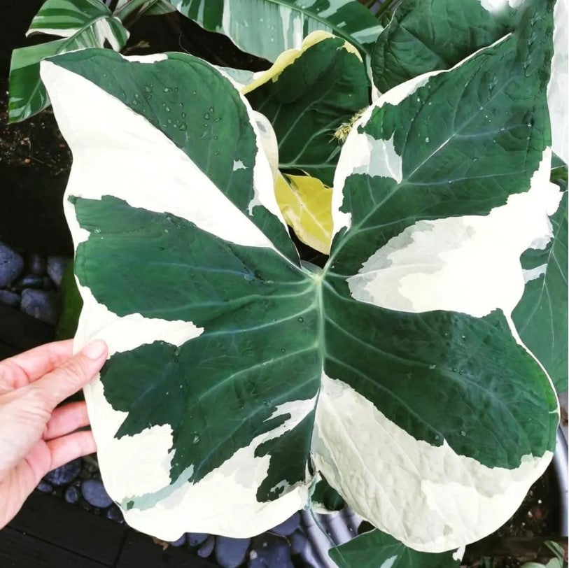 Alocasia Xanthosoma Micky Mouse