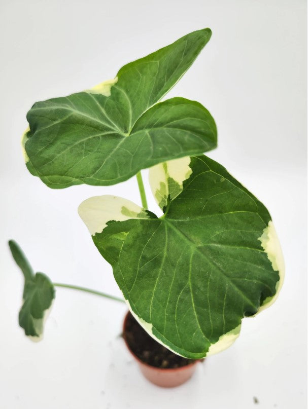 Alocasia Xanthosoma Micky Mouse monjungle