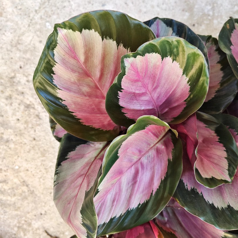 Calathea ros. var.illustris Rosey Picta