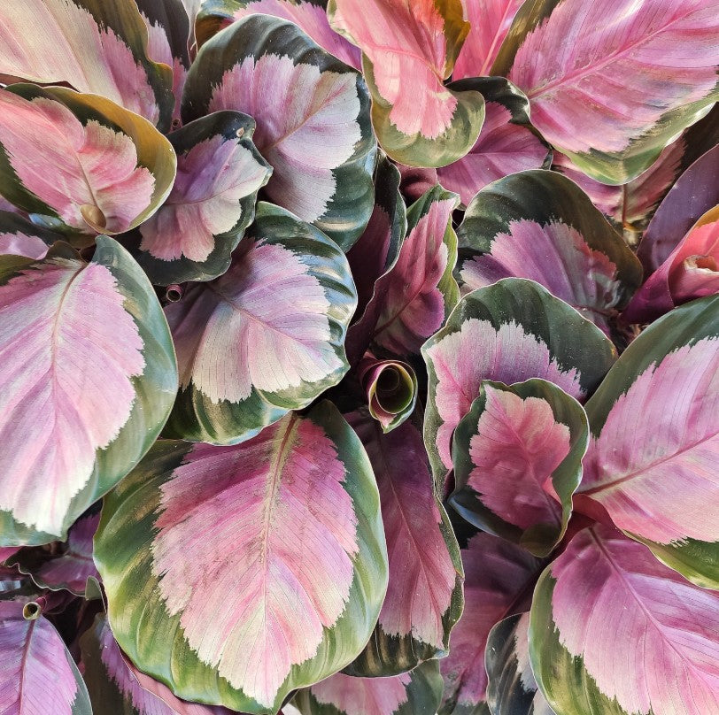 Calathea ros. var.illustris Rosey Picta