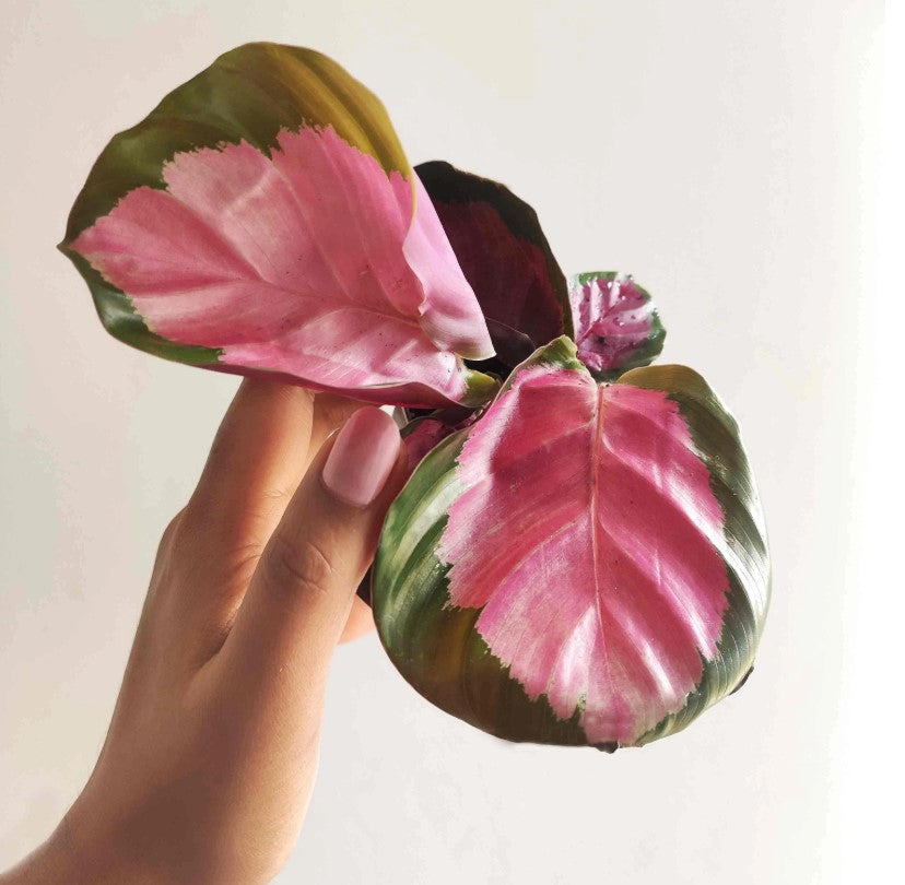 Calathea ros. var.illustris Rosey Picta monjungle