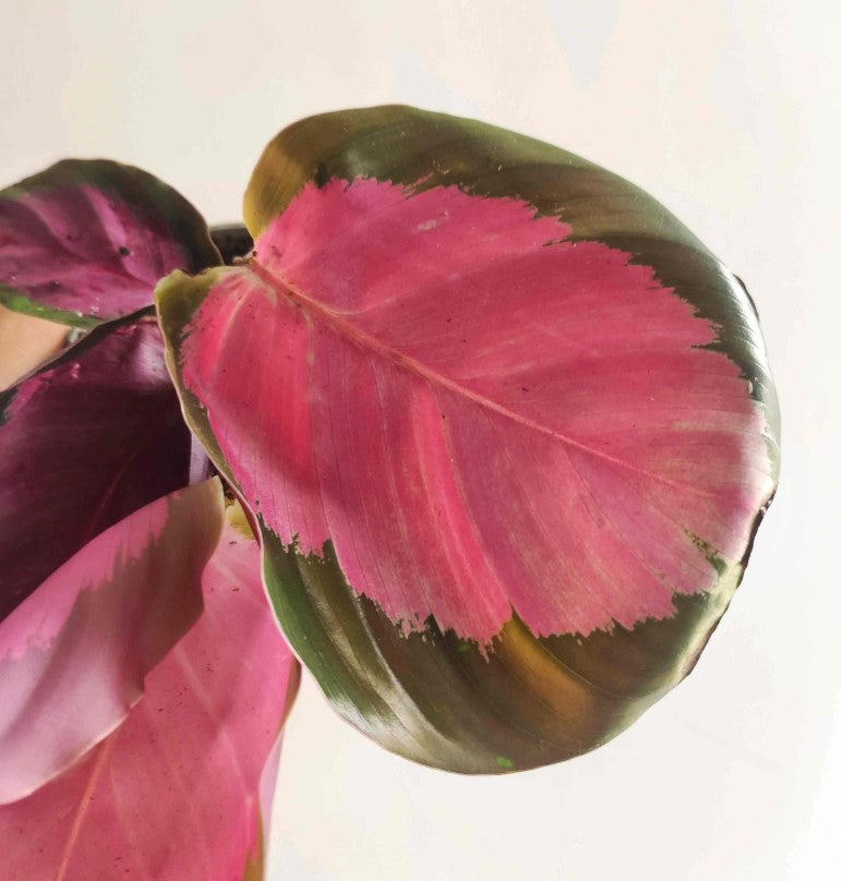 Calathea ros. var.illustris Rosey Picta monjungle