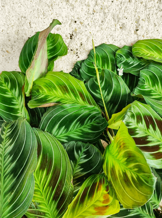 Maranta Cat Moustache