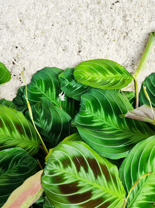 Maranta Cat Moustache