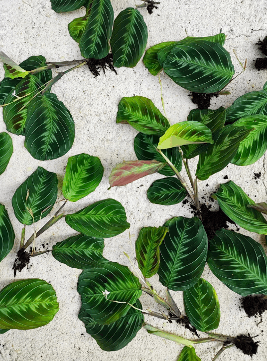 Maranta Cat Moustache